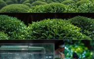 普洱茶文化与商业的革新