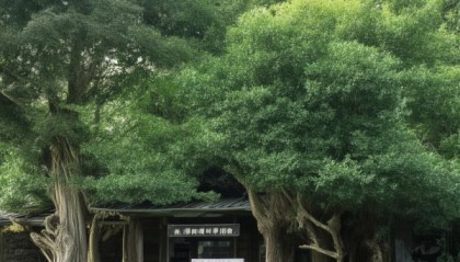 桑trees咨询部的位置与商业价值解析