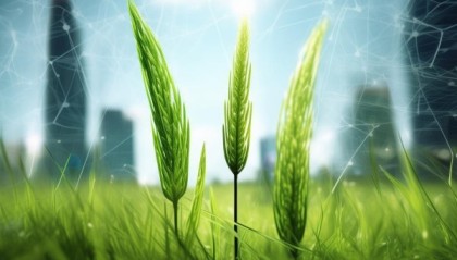 三棵草，信息技术咨询中的创新力量