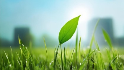 三棵草，一叶新希望—信息技术咨询中的创新与机遇